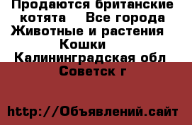 Продаются британские котята  - Все города Животные и растения » Кошки   . Калининградская обл.,Советск г.